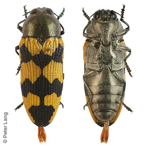 Castiarina macarthuri, PL2612B, male, from Eremophila scoparia, EP, 13.3 × 4.9 mm